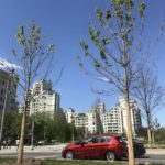 Как Москва поиздевалась над озеленением Саратова