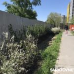 Как Москва поиздевалась над озеленением Саратова
