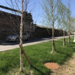Как Москва поиздевалась над озеленением Саратова