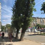 На Рахова решено сохранить два с половиной дерева из тридцати четырех На Рахова решено сохранить два с половиной дерева из тридцати четырех