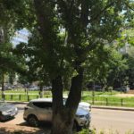 На Рахова решено сохранить два с половиной дерева из тридцати четырех На Рахова решено сохранить два с половиной дерева из тридцати четырех