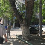 На Рахова решено сохранить два с половиной дерева из тридцати четырех На Рахова решено сохранить два с половиной дерева из тридцати четырех