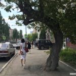 На Рахова решено сохранить два с половиной дерева из тридцати четырех На Рахова решено сохранить два с половиной дерева из тридцати четырех