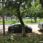 На Рахова решено сохранить два с половиной дерева из тридцати четырех На Рахова решено сохранить два с половиной дерева из тридцати четырех