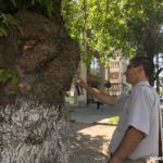 На Рахова решено сохранить два с половиной дерева из тридцати четырех На Рахова решено сохранить два с половиной дерева из тридцати четырех