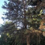 Полет минирующей моли над Саратовом Полет минирующей моли над Саратовом