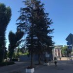 Полет минирующей моли над Саратовом Полет минирующей моли над Саратовом