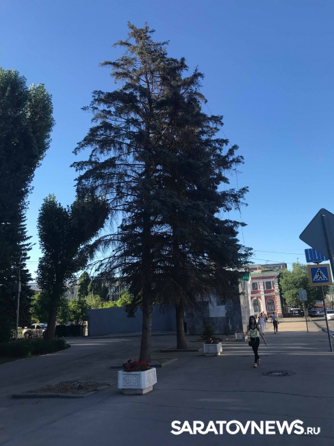 Полет минирующей моли над Саратовом Полет минирующей моли над Саратовом
