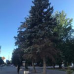 Полет минирующей моли над Саратовом Полет минирующей моли над Саратовом