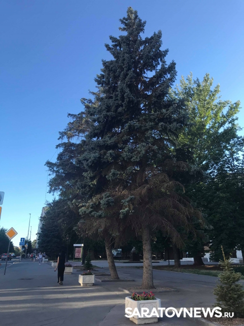 Полет минирующей моли над Саратовом Полет минирующей моли над Саратовом