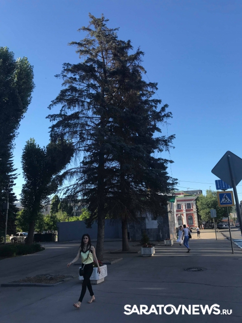 Полет минирующей моли над Саратовом Полет минирующей моли над Саратовом
