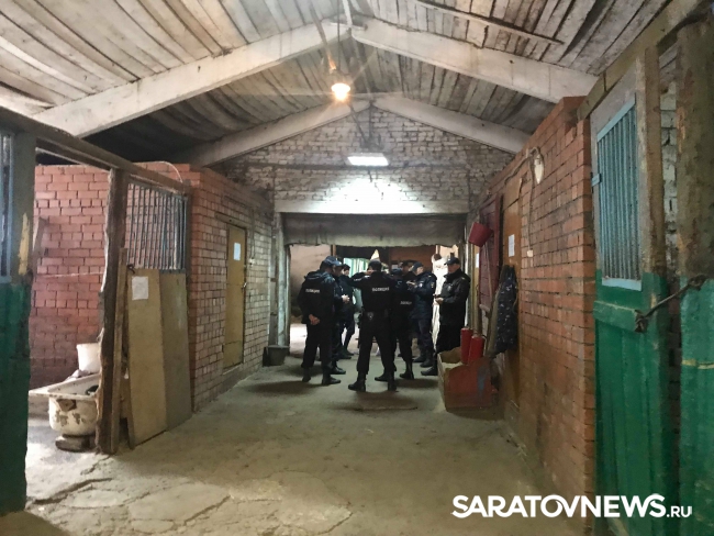 О чем молчат полицейские кони О чем молчат полицейские кони