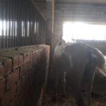 О чем молчат полицейские кони О чем молчат полицейские кони