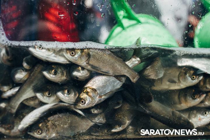 Регоператор объявляет о начале в школах и детсадах экоакции «Водорослям крышка!» Регоператор объявляет о начале в школах и детсадах экоакции «Водорослям крышка!»