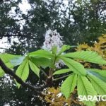 В Саратове повторно зацвели каштаны