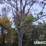 В Саратове повторно зацвели каштаны