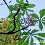 В Саратове повторно зацвели каштаны