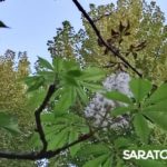 В Саратове повторно зацвели каштаны