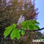 В Саратове повторно зацвели каштаны