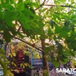В Саратове горит памятник архитектуры на Яблочкова | ВИДЕО