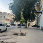 В Саратове впервые высаживают деревья-крупномеры