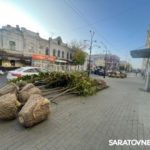 В Саратове впервые высаживают деревья-крупномеры