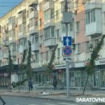 В Саратове впервые высаживают деревья-крупномеры