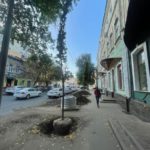 В Саратове впервые высаживают деревья-крупномеры