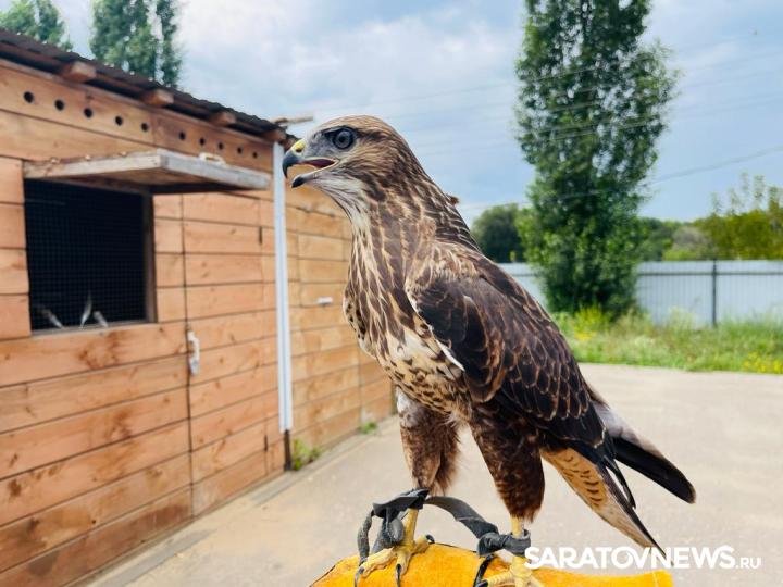 На энгельсском мусоросортировочном комплексе приступил к работе новый пернатый сотрудник На энгельсском мусоросортировочном комплексе приступил к работе новый пернатый сотрудник