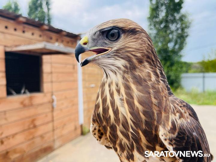 На энгельсском мусоросортировочном комплексе приступил к работе новый пернатый сотрудник На энгельсском мусоросортировочном комплексе приступил к работе новый пернатый сотрудник