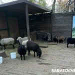 В горпарке Саратова на пожаре погибли животные В горпарке Саратова на пожаре погибли животные