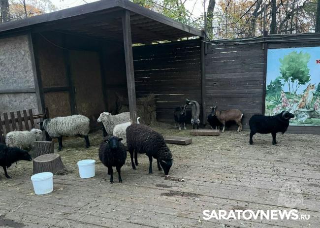 В горпарке Саратова на пожаре погибли животные В горпарке Саратова на пожаре погибли животные