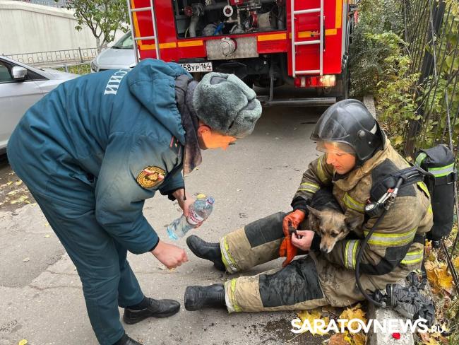 В Саратове пожарные спасли собаку из задымленной квартиры В Саратове пожарные спасли собаку из задымленной квартиры