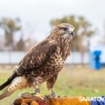 Служебных птиц саратовских мусоросортировочных комплексов подготовили к зиме