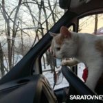 Саратовские пожарные вынесли кота из горящего дома на Заовражной