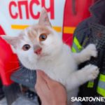Саратовские пожарные вынесли кота из горящего дома на Заовражной