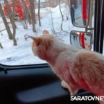 Саратовские пожарные вынесли кота из горящего дома на Заовражной