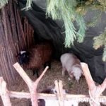 Саратовцы празднуют рождественский Сочельник Саратовцы празднуют рождественский Сочельник
