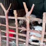Саратовцы празднуют рождественский Сочельник Саратовцы празднуют рождественский Сочельник