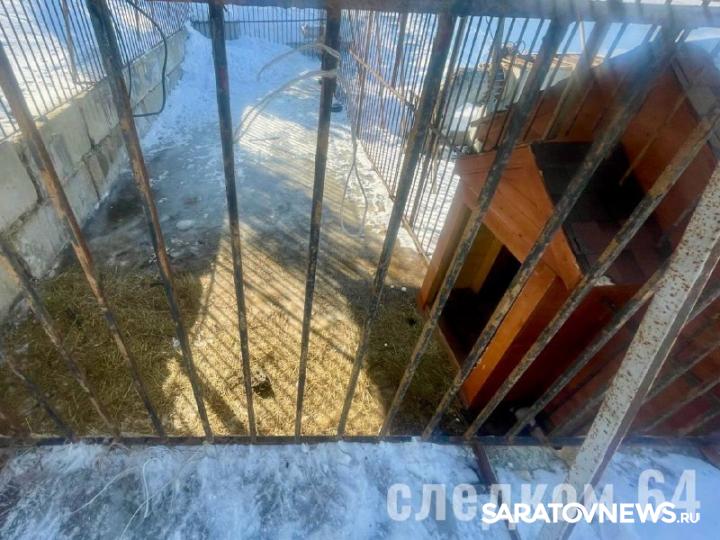 В Саратове на девочку напал лев В Саратове на девочку напал лев