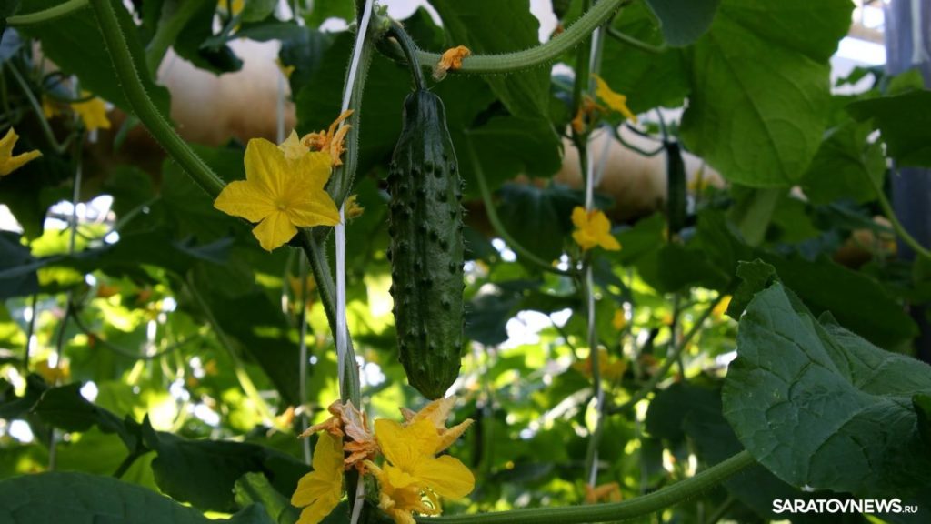 Огурчики «РЭХН» — привет из лета