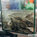 В Гагаринском районе в Волгу выпустили 26 тысяч мальков акции «Водорослям крышка!» В Гагаринском районе в Волгу выпустили 26 тысяч мальков акции «Водорослям крышка!»