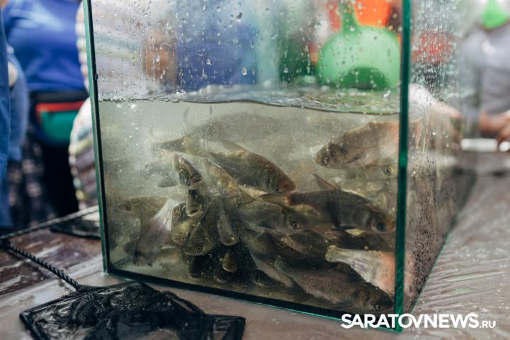 В Гагаринском районе в Волгу выпустили 26 тысяч мальков акции «Водорослям крышка!» В Гагаринском районе в Волгу выпустили 26 тысяч мальков акции «Водорослям крышка!»