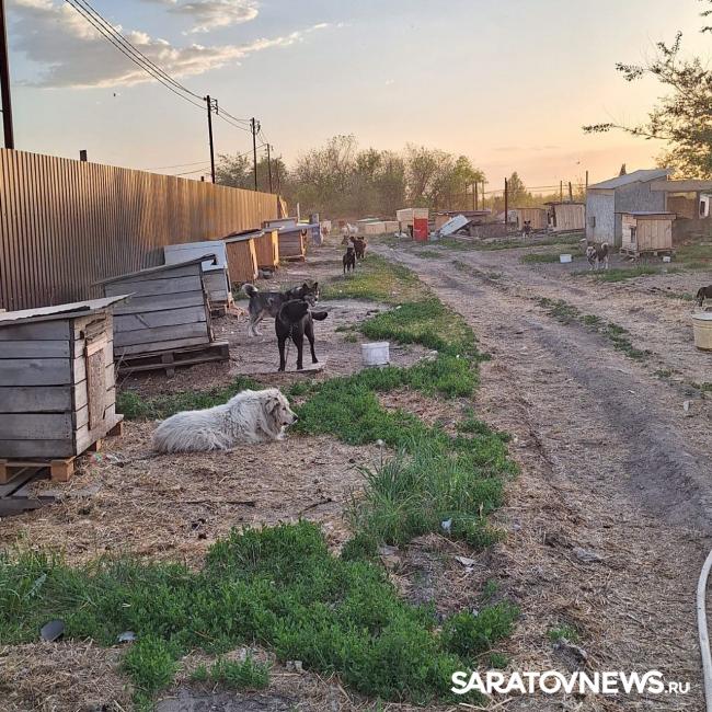 В Саратове сотрудник собачьего приюта пострадал на пожаре В Саратове сотрудник собачьего приюта пострадал на пожаре