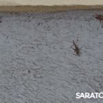 На саратовских улицах появляется все больше кузнечиков На саратовских улицах появляется все больше кузнечиков