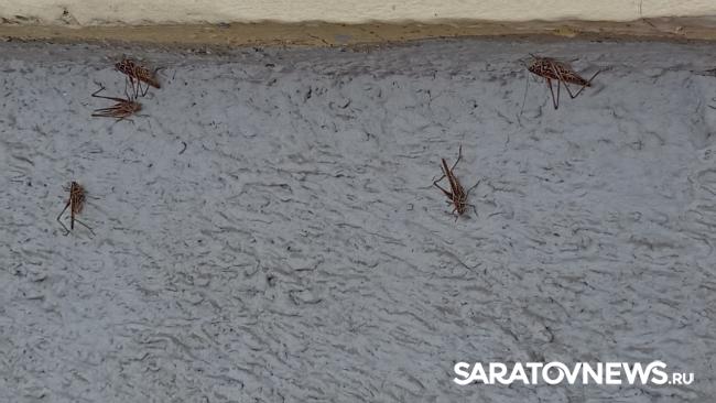 На саратовских улицах появляется все больше кузнечиков На саратовских улицах появляется все больше кузнечиков