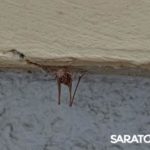 На саратовских улицах появляется все больше кузнечиков На саратовских улицах появляется все больше кузнечиков