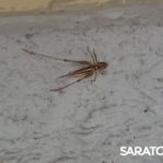 На саратовских улицах появляется все больше кузнечиков На саратовских улицах появляется все больше кузнечиков
