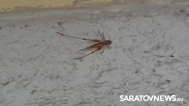 На саратовских улицах появляется все больше кузнечиков На саратовских улицах появляется все больше кузнечиков