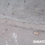 На саратовских улицах появляется все больше кузнечиков На саратовских улицах появляется все больше кузнечиков